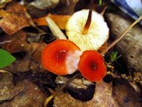 Marasmius sullivantii image