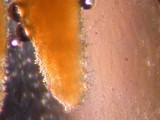 Irpex lacteus image