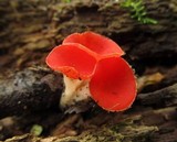 Sarcoscypha occidentalis image