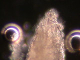 Irpex lacteus image