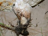 Neolentinus ponderosus image