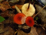 Marasmius sullivantii image
