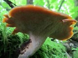 Royoporus badius image