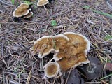 Coltricia perennis image