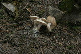 Clitocybe glacialis image