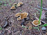 Coltricia perennis image