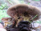 Coltricia perennis image