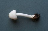Pluteus pouzarianus image