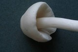 Pluteus pouzarianus image