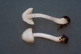 Pluteus pouzarianus image