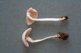 Pluteus pouzarianus image