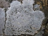 Lecidea lapicida image