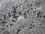 Lecidea lapicida image