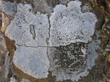 Lecidea lapicida image