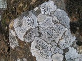 Lecidea lapicida image