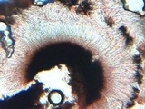 Lecidea lapicida image
