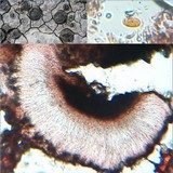 Lecidea lapicida image