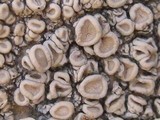 Ochrolechia tartarea image