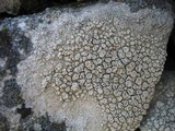 Ochrolechia tartarea image