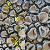 Ochrolechia tartarea image