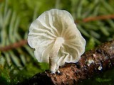Hemimycena candida image