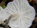 Hemimycena candida image
