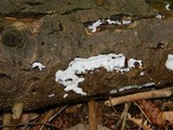 Ceratiomyxa fruticulosa var. fruticulosa image