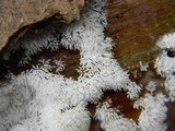 Ceratiomyxa fruticulosa var. fruticulosa image