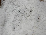 Ceratiomyxa fruticulosa var. fruticulosa image