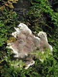 Kretzschmaria deusta image