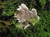 Kretzschmaria deusta image