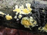 Trichoderma sulphureum image