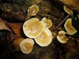 Kuehneromyces marginellus image