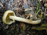 Kuehneromyces marginellus image