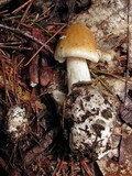 Amanita sinicoflava image
