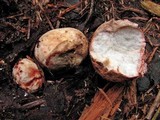 Rhizopogon roseolus image