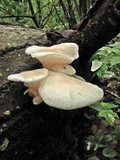 Pleurotus populinus image