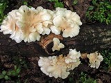 Pleurotus populinus image