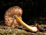 Pluteus americanus image