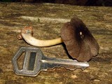 Pluteus americanus image