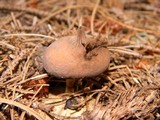 Geastrum pectinatum image