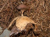 Geastrum pectinatum image