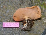 Peziza varia image