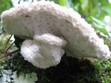 Oligoporus guttulatus image