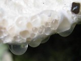 Oligoporus guttulatus image