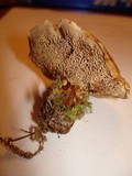 Coltricia montagnei image
