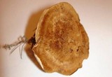 Coltricia montagnei image