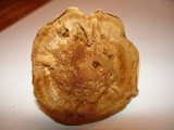 Coltricia montagnei var. montagnei image