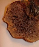 Coltricia montagnei image