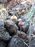 Psilocybe alutacea image